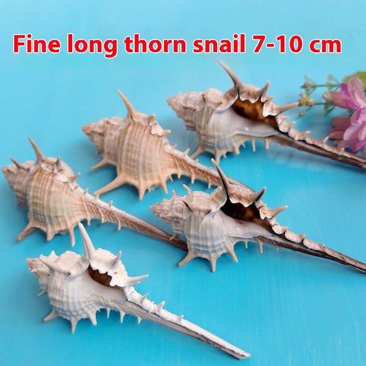 Natural Shell Conch 5-9cm Home Fish Tank Micro Landscape Decoration