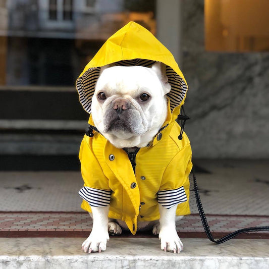 Tide Brand Windproof And Rainproof British Retro Padded Dog