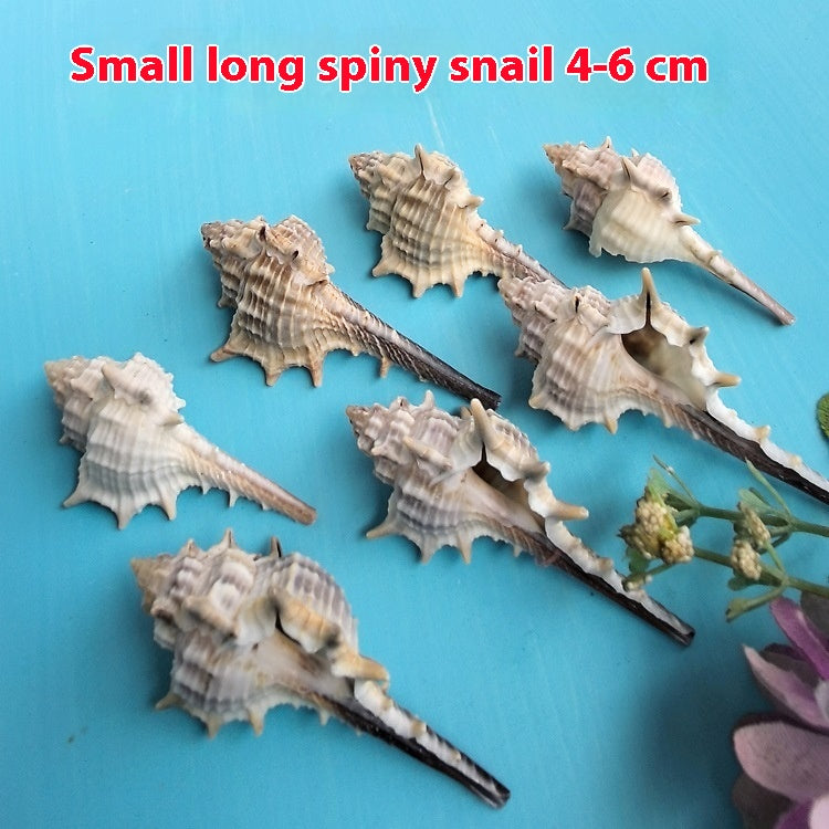 Natural Shell Conch 5-9cm Home Fish Tank Micro Landscape Decoration