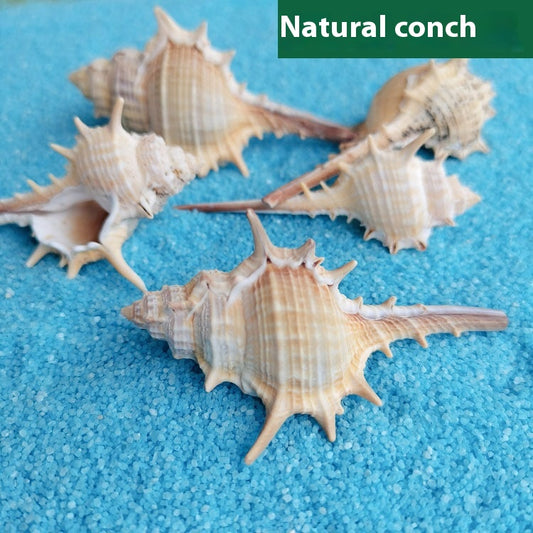 Natural Shell Conch 5-9cm Home Fish Tank Micro Landscape Decoration