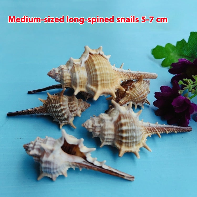 Natural Shell Conch 5-9cm Home Fish Tank Micro Landscape Decoration